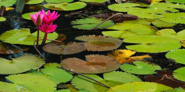 red lotus in the canal