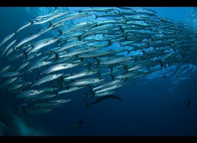 DIVE AT BARRACUDA POINT