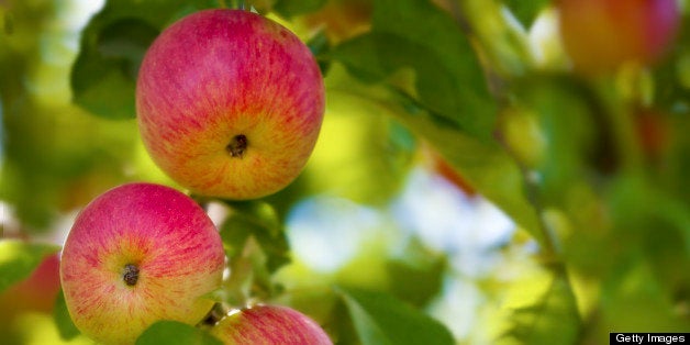 Heirloom Royal Gala apples ready to be picked.