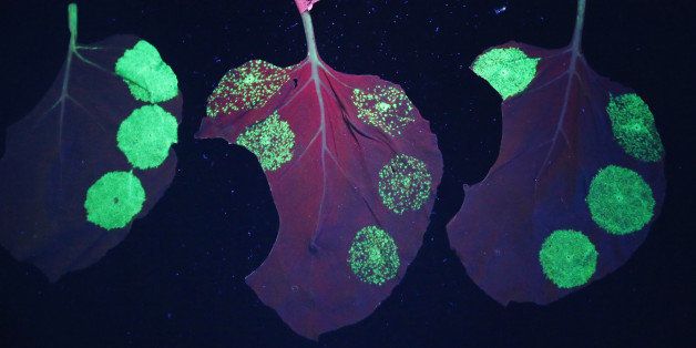 HALLE, GERMANY - AUGUST 14: Indicator proteins glow under ultraviolet light on the leaves of the nicotiana benthamiana plant, which is a close relative of tobacco, as a means to assess the success of bacteria spread at Icon Genetics on August 14, 2014 in Halle, Germany. Icon Genetics has developed a process to produce proteins and enzymes via the nicotiana benthamiana plant that will be used in the production of antibodies for ZMapp, which is being heralded as a possible cure to the ebola virus. (Photo by Sean Gallup/Getty Images)