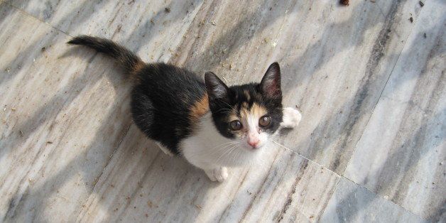 Cute Kitten - Bangalore -najeebkhan@hotmail.com