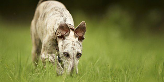 Mass Dog Vaccination Could Eliminate Rabies Globally | HuffPost Life