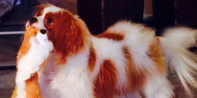 This Oct. 22, 2014, photo provided via Twitter by the City of Dallas and Dallas Animal Services shows Bentley, the King Charles Spaniel who was quarantined after his owner, Nina Pham, was diagnosed with Ebola, in Dallas. The first Ebola test for Bentley has come back negative. The city of Dallas said that the one-year-old will be tested again before his 21-day quarantine period ends Nov. 1, 2014. (AP Photo/City of Dallas and Dallas Animal Services)