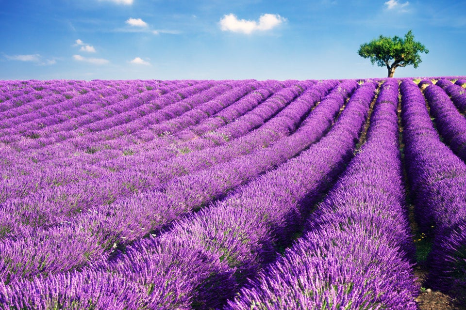 Lavender can help you sleep.