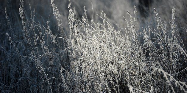 Sun shines at glazed frost covered grasses in Bamberg, southern Germany on January 15, 2012.Meteorologists forecast sunny and cold weather for coming days. AFP PHOTO / DAVID EBENER GERMANY OUT (Photo credit should read DAVID EBENER/AFP/Getty Images)