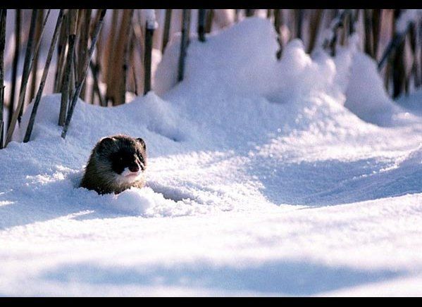 ferret in snow