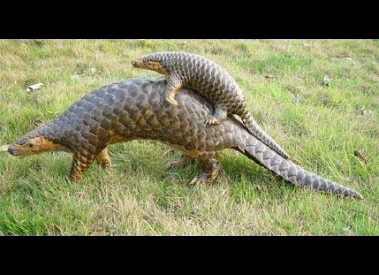 Ten Strange Things Eaten in China | HuffPost Life Ten Strange Things Eaten in China | HuffPost Life