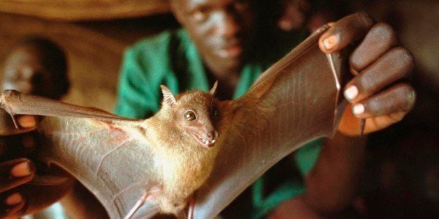 383490 19: A Ugandan man displays a bat he captured for food December 1, 2000 in a cave in Guru Guru, Uganda. Bats are being studied as one possible carrier of the Ebola virus. (Photo by Tyler Hicks/Getty Images)