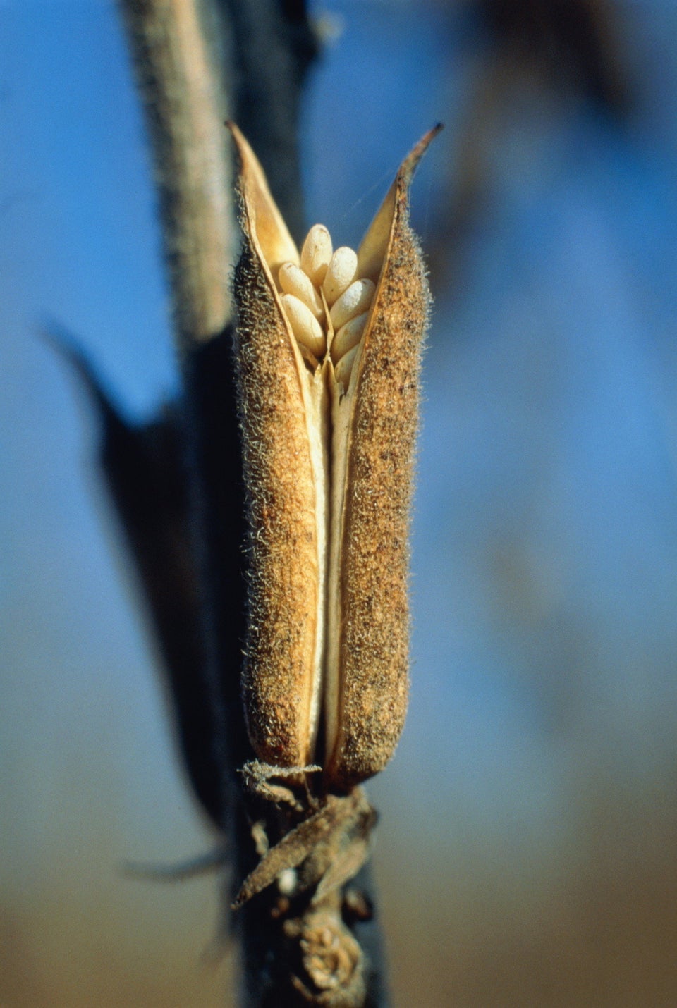 where-do-sesame-seeds-come-from-anyway-huffpost-life