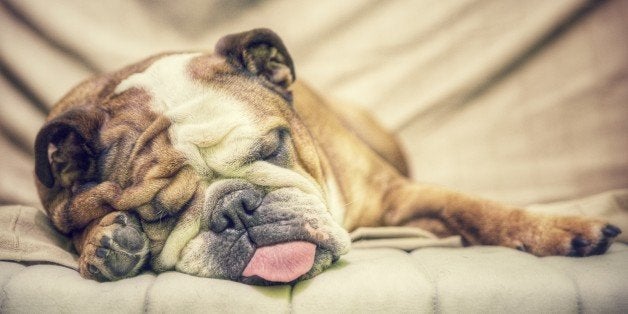 Bulldog nap time...almost 30 hours a day!