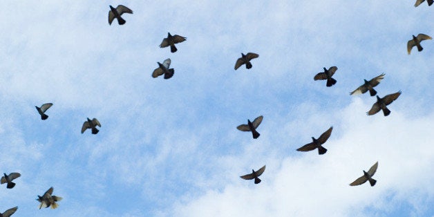 When I go to have lunch at KFC I always have to pass under these pigeons. There are like hundreds of them that gather up and fly around in this area just before KFC. I hate them. I always feel like one of them will end up shitting on me and ruining my day.