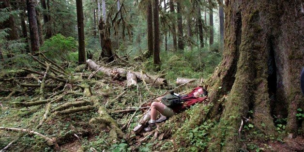 ** ADVANCE FOR WEEKEND OCT. 28-29 **Acoustic ecologist Gordon Hempton reclines at the base of a western hemlock and listens to the sounds of the forest Oct. 2, 2006, in the Hoh Rain Forest of Olympic National Park, Wash. Hempton's hope is that by protecting one square inch from man-made sound, a much larger part of the park will reap the benefits. (AP Photo/Elaine Thompson)