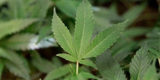 FILE - This Feb. 1, 2011 file photo shows medical marijuana clone plants at a medical marijuana dispensary in Oakland, Calif. Illinois officials released figures Thursday, Oct. 2, 2014 detailing how medical marijuana business applications are distributed around the state, the first indication of where competition will be fiercest for a limited number of cultivation center and dispensary permits. The Illinois Department of Agriculture received 159 applications for cultivation centers and expects to award 21 licenses, one in each Illinois State Police district. ( AP Photo/Jeff Chiu, File)