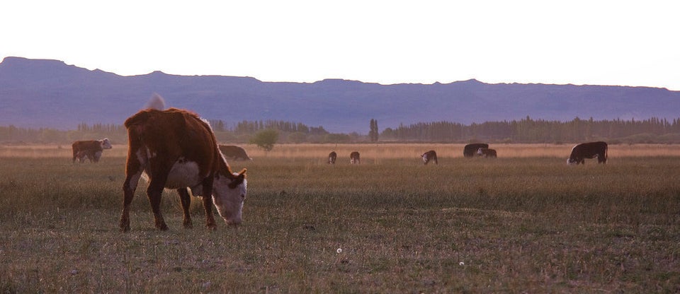 Grass-fed, free-range beef isn't a privileged choice, it's just the way it is.