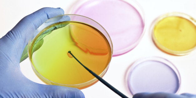 researcher preparing several color plates with media in a microbiology laboratory