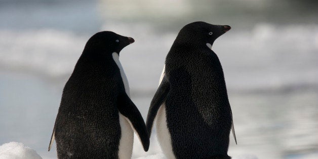 Adelie penguins standing side by side touching flippers on Paulet Island, Antarctica