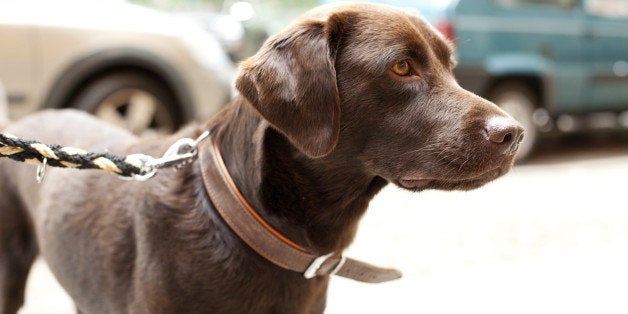 Portrait of a purebred Labrador with owner