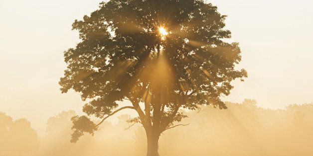 sun rays coming through branches of an oak tree on a misty morning sunrise