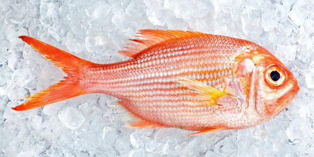 Single Australian red snapper fish laying on crushed ice
