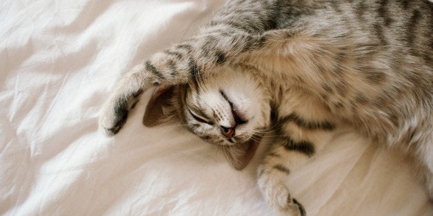 Young tabby cat in a bed