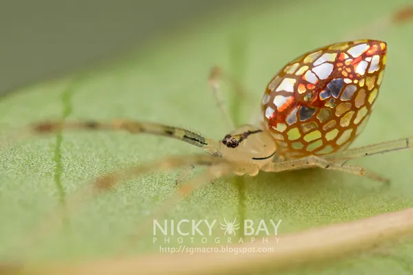 Indoor Spider Hunt - Picniq Blog