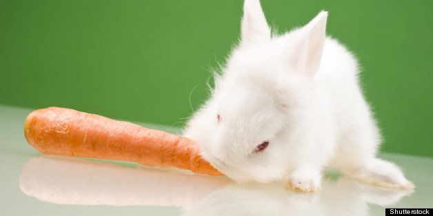 white small rabbit eating a...