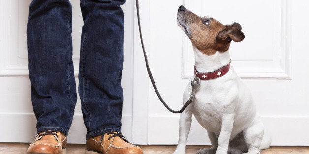 dog looking up to owner waiting to go walkies