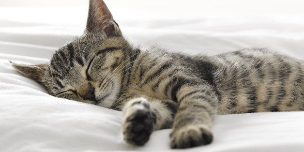 Kitten napping on blankets