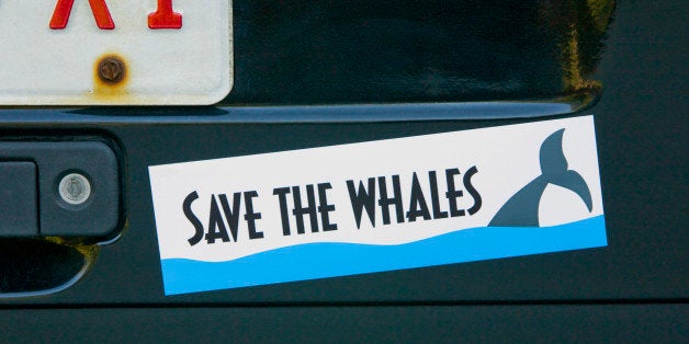 Save whales bumper sticker on car