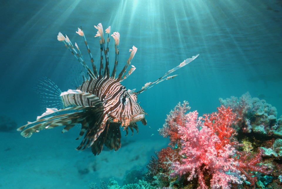 Lionfish