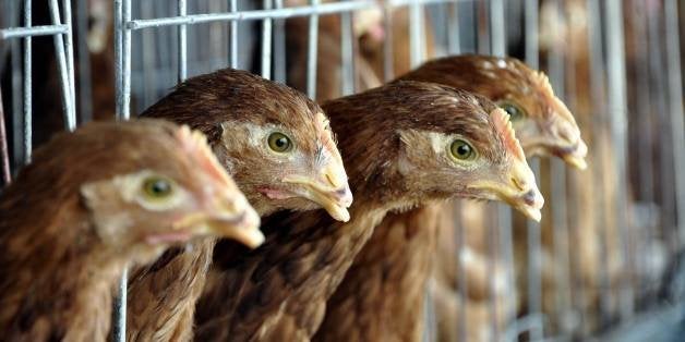 LIAOCHENG, CHINA - APRIL 18: (CHINA OUT) Chickens are seen at a poultry farm on April 18, 2013 in Liaocheng, China. China on Thursday confirmed five new cases of H7N9 avian influenza, bringing the total to 87 cases in the country, with 17 deaths. (Photo by ChinaFotoPress/ChinaFotoPress via Getty Images)