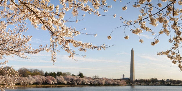 Panormaic of the George Washington Monument that is framed by blossoms of Japanese cherry trees that line the tidal basin in Washington DC.