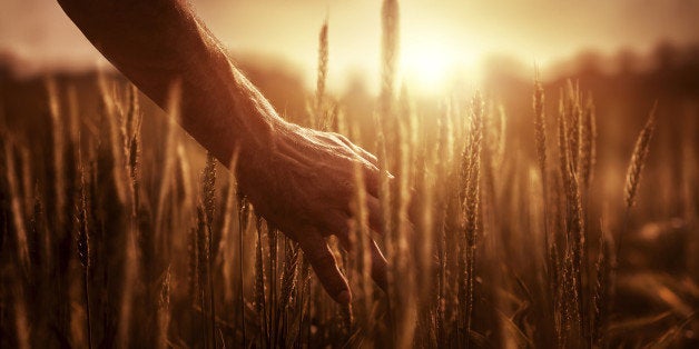 Farmer in a field at sunset.