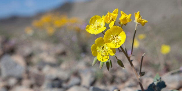 Death Valley National Park, California. The brilliant yellow flowers of the Mojave Sun Cup, also known as the Field Primrose, are found in open sandy area below 3,000 feet in Creosote Scrub brush.