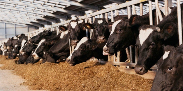 Line of Cow's Heads Trapped Behind Railings in a Barn