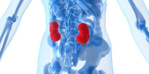 highlighted kidney