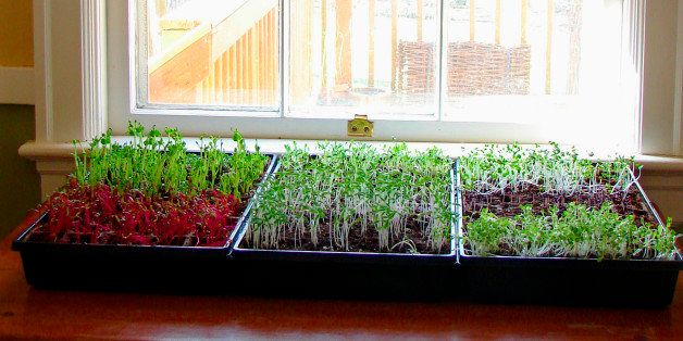 No matter what the season, microgreens can be grown near a sunny window year-round. Snow pea shoots, red beets, purple and green basil, pak choi, cilantro, parsley and mesclun mix germinate and grow to microgreen size in about two weeks. (Susan Smith-Durisek/Lexington Herald-Leader/MCT via Getty Images)
