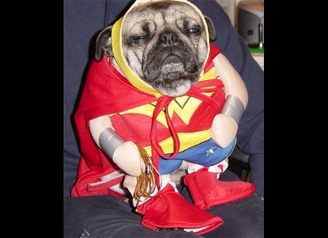 Wonder Woman Dog