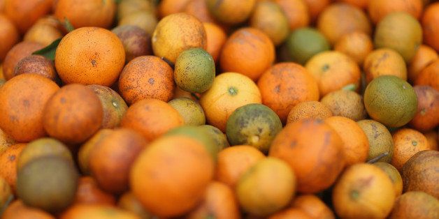 FORT PIERCE, FL - MAY 13: Tangerines are seen in a bin as the citrus industry tries to find a cure for the disease 'citrus greening' that is caused by the Asian citrus psyllid, an insect, that carries the bacterium, 'citrus greening' or huanglongbing, from tree to tree on May 13, 2013 in Fort Pierce, Florida. There is no known cure for the disease that forms when the insect deposits the bacterium on citrus trees causing the leaves on the tree to turn yellow the roots to decay and bitter fruits fall off the dying branches prematurely. Steps continue to be taken to try and combat the disease but none have stopped the attack on the citrus business as it spreads from Florida to other citrus producing states. (Photo by Joe Raedle/Getty Images)