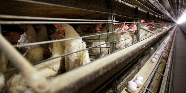 FILE - In this Nov. 16, 2009 file photo, chickens stand in their cages at a farm near Stuart, Iowa. Discovery of the bird flu on an Iowa turkey farm has raised serious concerns that the bird killer could find its way into chicken barns in the nationᅢ까タᅡルs top egg-producing state and rapidly decimate the flocks that provide the U.S. with its breakfast staple. (AP Photo/Charlie Neibergall, File)