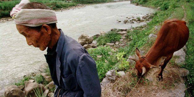 HOLD FOR USE WITH STORY SLUGGED CHINA-LONG LIFE COUNTY--One Hundred and two year-old Huang Boxin walks his ox along a rocky path beside a river at Bapan Village, in China's southern Guangxi province Tuesday September 23, 1997. Huang, a member of the Zhuang ethnic minority, leads an active lifestyle, walking the ox daily and doing work in the fields. (AP Photo/Greg Baker)