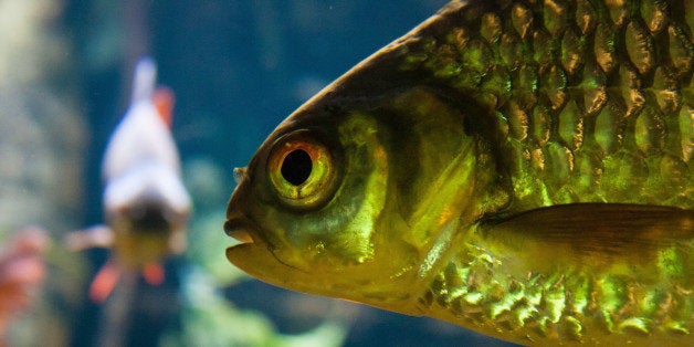 Through the glass at the Tennessee Aquarium.