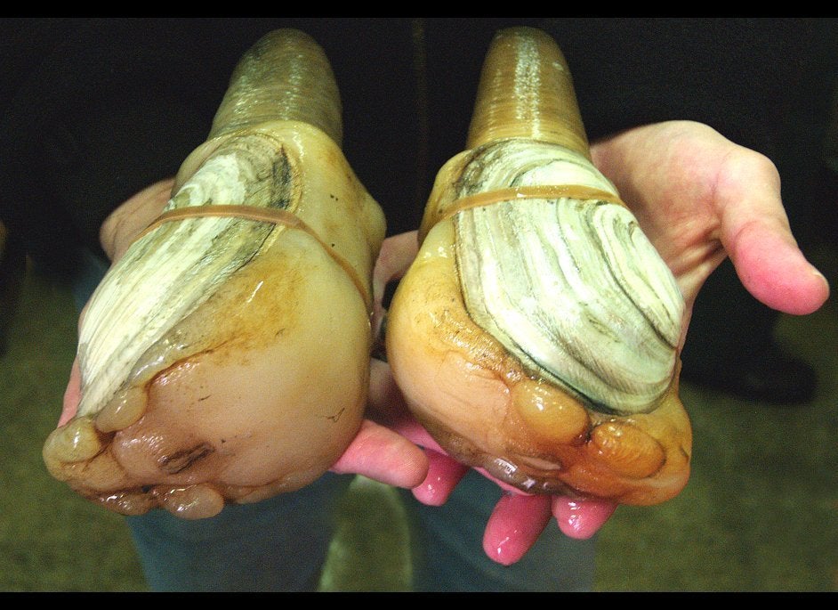 Geoduck Clams