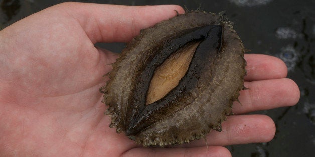 The bottom of an abalone is seen at the Carlsbad Aquafarm in Carlsbad, Calif. Tuesday, July 1, 2008. The delectable fist-sized arthropods known as abalone haven't been seen in these waters for decades. But they've returned to the small sliver of the bay where Carlsbad Aquafarm operates. Now the native of the California coast is staging a culinary comeback, as aquafarms in the state ramp up production of the delicacy. (AP Photo/Damian Dovarganes)