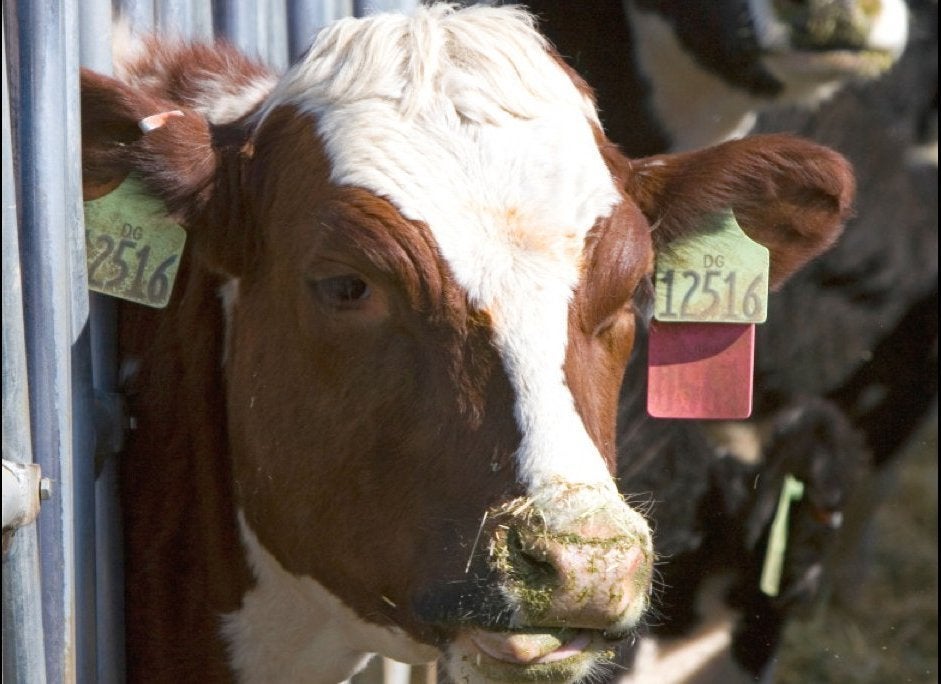 Feedlot Cattle