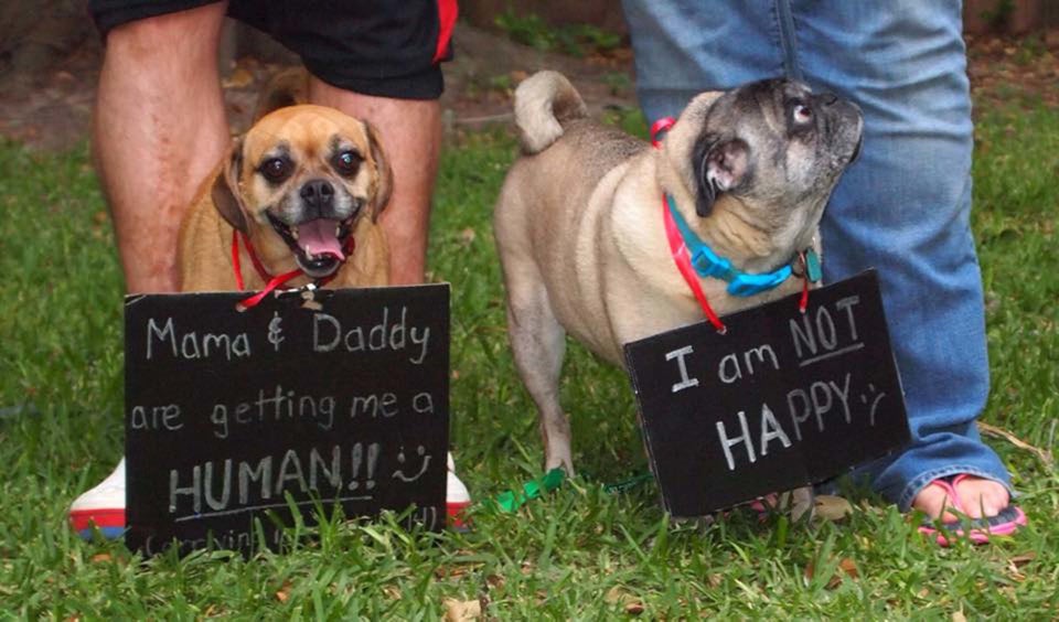 50 Adorable Dogs Who Shared Their Family's Pregnancy News In The Best Way