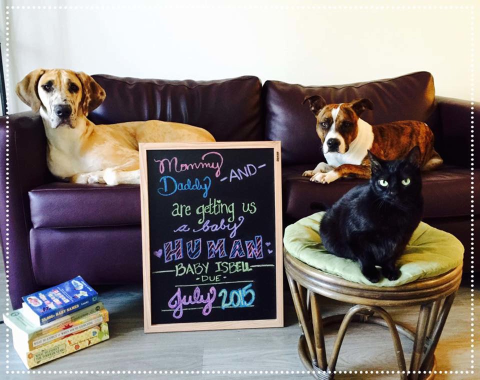 Pregnancy Announcement Ideas That Include Dogs