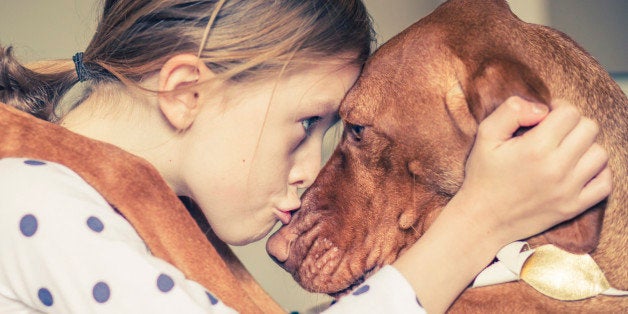 The dog breed is a Hungarian Vizsla.