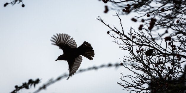 A bird starts its flight from a tree in Limburg, western Germany, on December 9, 2014. AFP PHOTO / DPA / FRANK RUMPENHORST +++ GERMANY OUT (Photo credit should read FRANK RUMPENHORST/AFP/Getty Images)