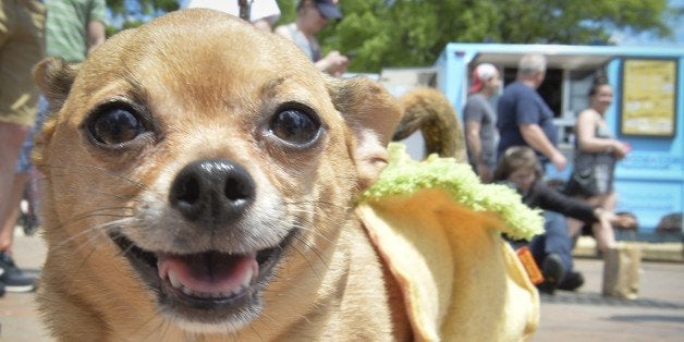 A costumed Chihuahua dog poses during the 4th annual 'Running of the Chihuahuas' in Washington, DC on May 3, 2015. The annual Chihuahua event marks the Mexican holiday Cinco de Mayo celebrated on May 5th. AFP PHOTO/MLADEN ANTONOV (Photo credit should read MLADEN ANTONOV/AFP/Getty Images)